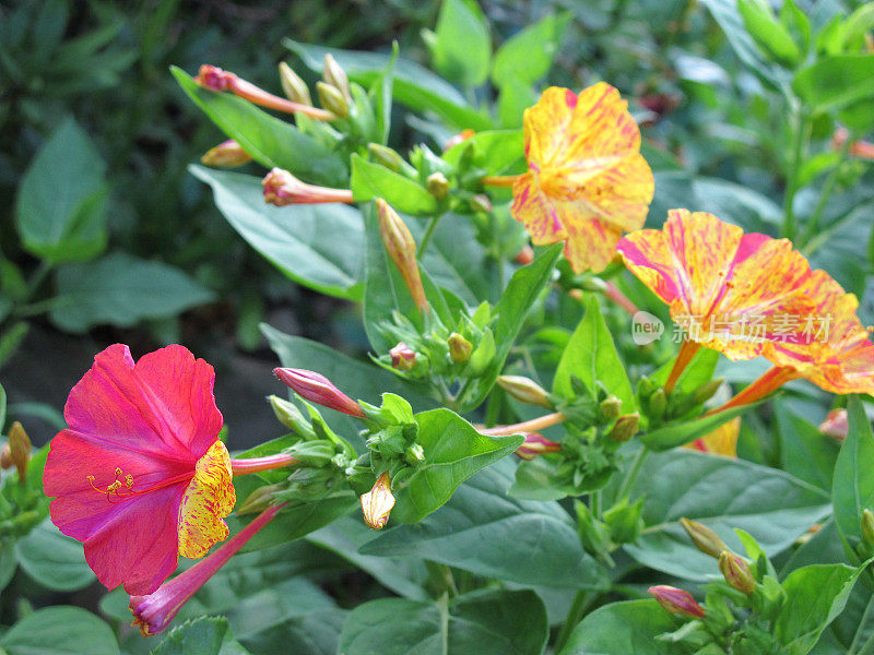 紫茉莉(Mirabilis jalapa)四点钟花或奇迹的秘鲁